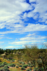 Landscape Sonoran Desert Arizona