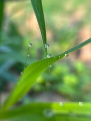 Dew drops on grass blades with soft bokeh