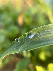 Macro of water drop on green leaf with bokeh