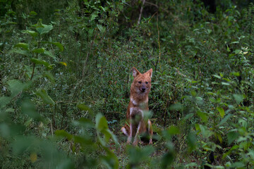  A striking close up of a Wild dog sitting in a natural, grassy environment. The background is blurry greenery, which adds depth and context to the scene.