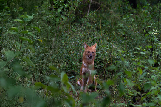  A striking close up of a Wild dog sitting in a natural, grassy environment. The background is blurry greenery, which adds depth and context to the scene.