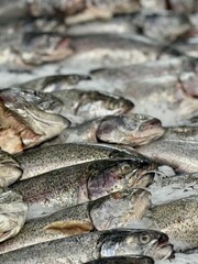 Experience the delight of Fresh Trout displayed on Ice in our Premium Seafood Display today. Highquality trout elegantly displayed on ice, ideal for various culinary projects and seafood marketing