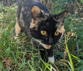 The cat is focused on something outside the frame, its gaze is intense, its body is pressed to the...