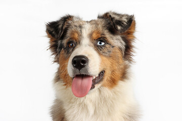 Portrait of an Australian Shepherd with heterochromia on white background, purebred dog