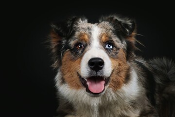 Elegant studio portrait of an Australian Shepherd dog against a black background, showcasing the breed’s beauty, intelligence, and graceful appearance in fine art pet photography