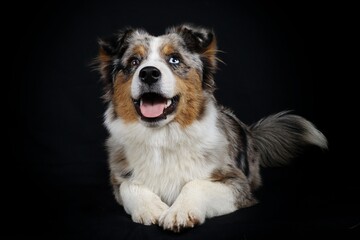 Australian Shepherd lying down on a black background