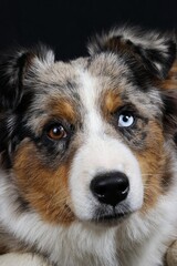 Elegant studio portrait of an Australian Shepherd dog against a black background, showcasing the breed’s beauty, intelligence, and graceful appearance in fine art pet photography