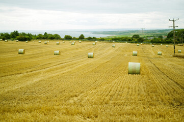 Round hay bales on a field. Midsummer collection of dry hay.