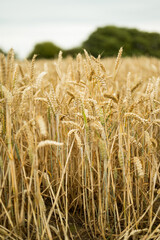  Wheat stalks in a field, fertility, farming plantation, bread wheat, copy space