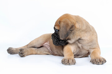 Obraz premium Cute Bullmastiff puppy lying down on white background, adorable young dog