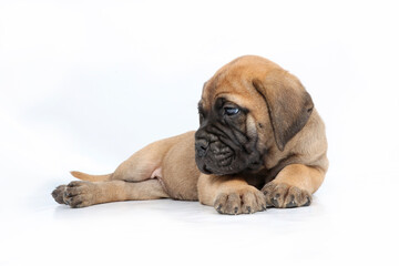 Cute Bullmastiff puppy lying down on white background, adorable young dog