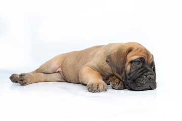 Cute Bullmastiff puppy lying down on white background, adorable young dog