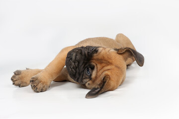 Cute Bullmastiff puppy lying down on white background, adorable young dog