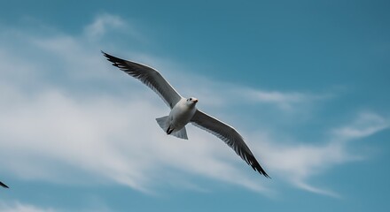 Seagull soaring in sky