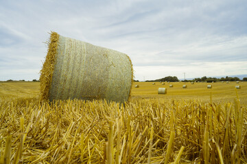 Round hay bales on a field. Midsummer collection of dry hay.