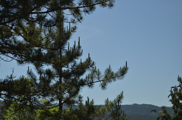 sky and trees
