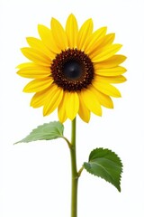 Obraz premium Single sunflower against pure white, sharp focus, bright, photography