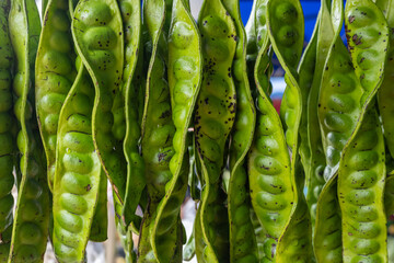 Peteh beans, a South Asian legume