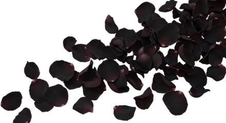 Black rose petals isolated on transparent background with dark floral texture for design and decoration projects.