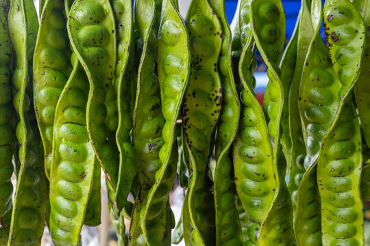 Peteh beans, a South Asian legume