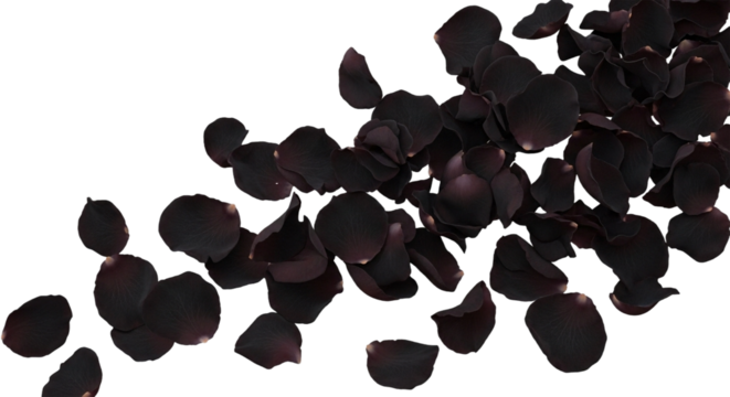 Black rose petals isolated on transparent background with dark floral texture for design and decoration projects.