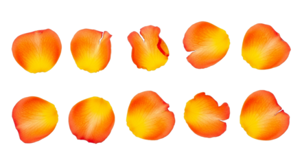 Beautiful orange rose petals background for valentine's day and wedding decoration ideas isolated on a transparent background