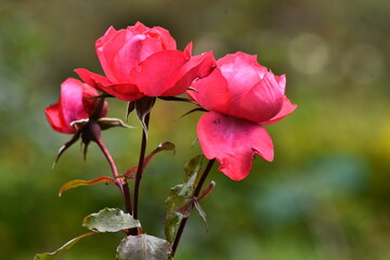 three red rose HD wallpaper, flower 4K wallpaper