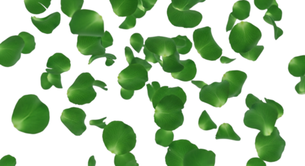 Stock footage of falling green petals isolated on transparent background for wedding and spring celebrations.