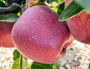 close-up of Ripe Red and green Apples Hanging On Branches In the field, Fresh ripe apple as...