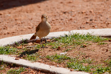 bird on the grass