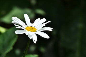 white flower HD wallpaper, flower 4K wallpaper.