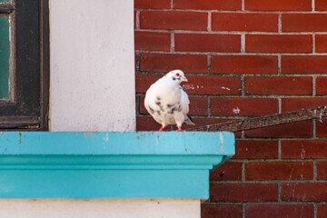 white and grey pigeon on the roof