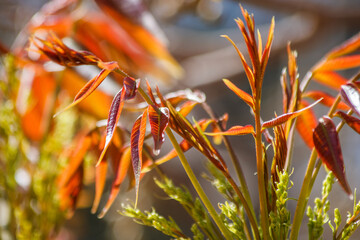 autumn leaves in the grass