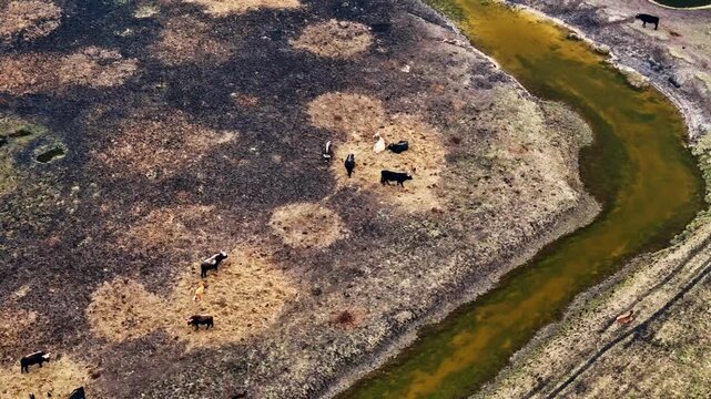 Aerial top view over a barren field with cattle devided by a river.