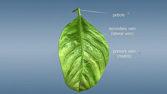  Anatomy of a dicot simple leaf.