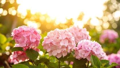 Pink Hydrangea blossoms in sunlight