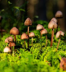 Wild mushrooms on vibrant moss in the forest.