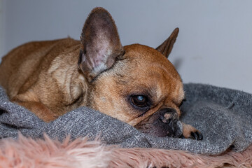 French bulldog puppy resting on soft blanket with a sad look, wearing a diaper, showcasing health and comfort in a cozy indoor environment with copy space