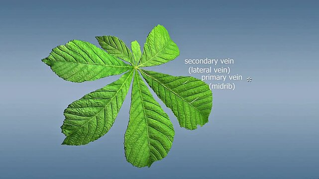 anatomy of dicot compound leaf