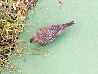 Obraz premium Close up of Brown-Headed Cowbird Female Looking For Grass Seed on Edge of Tennis Court