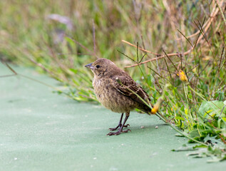 Close up of Brown-Headed Cowbird Female Looking For Grass Seed on Edge of Tennis Court