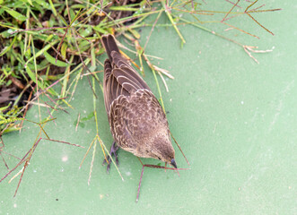 Close up of Brown-Headed Cowbird Female Looking For Grass Seed on Edge of Tennis Court