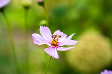 Fototapeta premium Close-up of a bee on a pink flower with a blurred green background