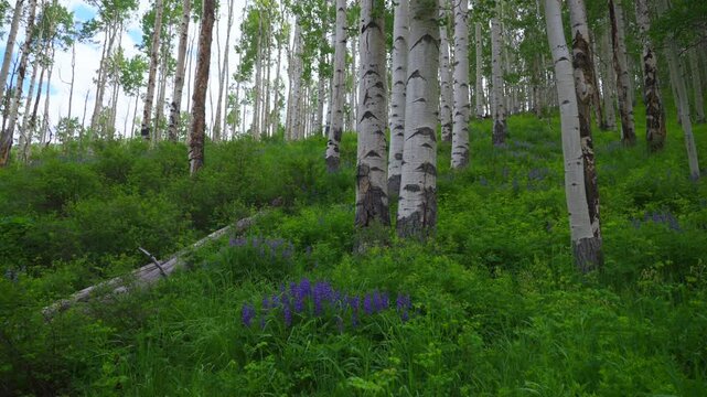 Aspen Mountain AJAX Snowmass Wilderness dense lush green Aspen Tree Forest morning lush green leaves grass purple wildflowers Independence Pass Little Annie Trailhead Richmond Hill pan left motion