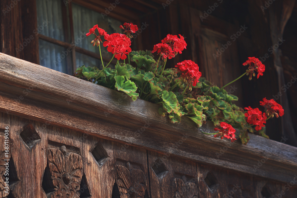 Poster red geraniums bloom in a wooden window box on an old rustic building