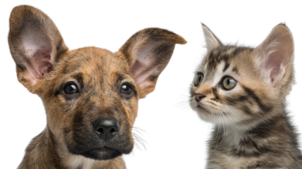 A cute puppy and kitten side by side, showcasing their expressive faces and playful nature.