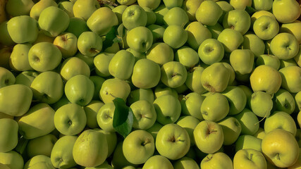 close-up of Ripe Red and green Apples Hanging On Branches In the field, Fresh ripe apple as...