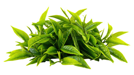 Fresh green tea leaves, isolated on white background.