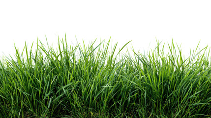 Obraz premium Fresh green grass isolated on a white background, perfect for design and nature-related projects.