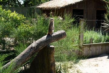 Suricate en Éveil – Zoo de Labenne